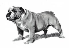 pencil-drawing-of-a-bulldog-joyce-geleynse